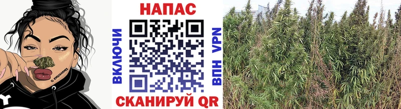 Шишки марихуана Amnesia Татарск
